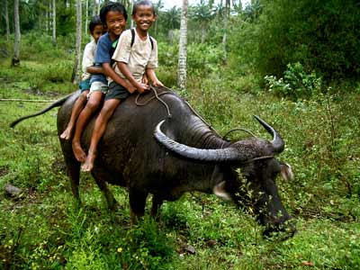 Riding Carabao