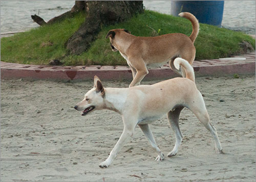 One “Starving” Dog in the Philippines